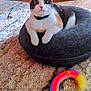 cat, calico_cat, pet, indoor, carpet, toy, rainbow_toy, furniture, floor, bed, cozy, curious, alert, animal, domestic, resting, colorful, plush, household, playful