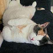 Sushi joined the competition — help win amazing prizes! cat, calico, sleeping, relaxed, indoor, feline, pet, couch, fur, whiskers, paw, nose, resting, domestic_cat, cozy, animal, cute, mammal, laying_down, closeup