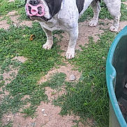 Pink a rejoint le concours — aidez-le/la à gagner de superbes lots ! dog, french_bulldog, black_and_white, pacifier, grass, dirt, outdoor, pet, canine, curious, snout, ears, standing, animal, yard, barbecue_grill, greenery, nature, playful, funny