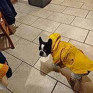 Pink a rejoint le concours — aidez-le/la à gagner de superbes lots ! black_and_white, canine, clothing, coat, curious, dog, domestic_animal, ears_up, floor, furniture, home, indoor, kitchen, looking_back, pet, small_dog, standing, tile_floor, trash_bin, yellow_raincoat