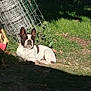 Pink participe au concours pour gagner de l'argent avec cette photo : animal, canine, companion, daylight, dog, french_bulldog, garden, grass, greenery, leaf, mammal, nature, outdoor, pet, relaxed, resting, shadow, summer, sunlight, wire_fence