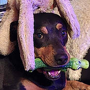 Ozia a rejoint le concours — aidez-le/la à gagner de superbes lots ! dog, toy, bunny_hat, stuffed_animal, pet, playful, indoor, brown_and_black, chewing, alligator_toy, close_up, cute, animal, fluffy, relaxed, lying_down, cozy, soft_lighting, ears, nose