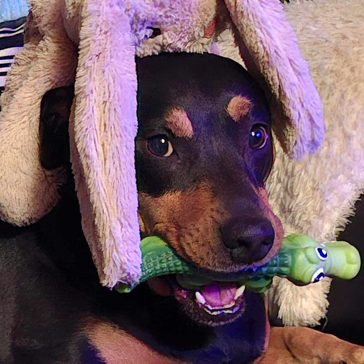 Ozia a rejoint le concours — aidez-le/la à gagner de superbes lots ! alligator_toy, animal, brown_and_black, bunny_hat, chewing, close_up, cozy, cute, dog, ears, fluffy, indoor, lying_down, nose, pet, playful, relaxed, soft_lighting, stuffed_animal, toy