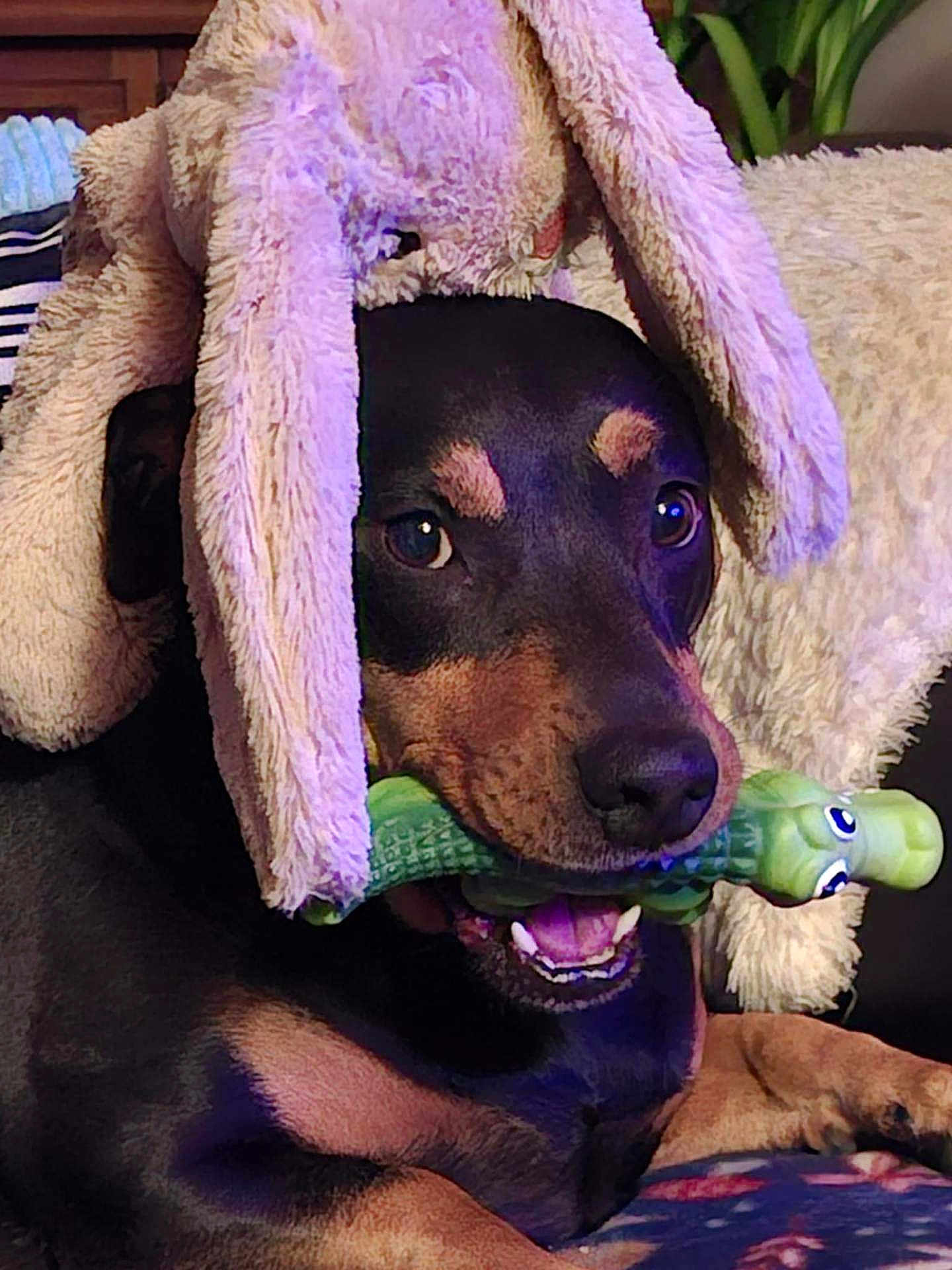 Ozia a rejoint le concours — aidez-le/la à gagner de superbes lots ! dog, toy, bunny_hat, stuffed_animal, pet, playful, indoor, brown_and_black, chewing, alligator_toy, close_up, cute, animal, fluffy, relaxed, lying_down, cozy, soft_lighting, ears, nose