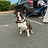 Odin participe au concours pour gagner de l'argent avec cette photo : dog, parking_lot, car, leash, person, suv, outdoor, pavement, greenery, sky, casual, pet, animal, vehicle, human, clothing, footwear, open_trunk, resting, waiting