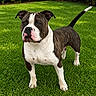 dog, american_staffordshire_terrier, pet, canine, outdoor, grass, greenery, animal, standing, alert, fur, ears, tail, muzzle, snout, white, brindle, nature, garden, companion