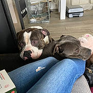 Odin participe au concours pour gagner de l'argent avec cette photo : dog, indoor, jeans, resting, cage, floor, furniture, cozy, pet, animal, relaxed, brown, gray, legs, person, casual, home, comfort, companion, cute