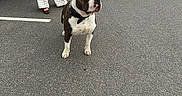 Odin participe au concours pour gagner de l'argent avec cette photo : dog, leash, person, parking_lot, car, pavement, outdoor, animal, pet, clothing, footwear, blue_sky, road_marking, standing, sitting, collar, human, casual, daytime, spot