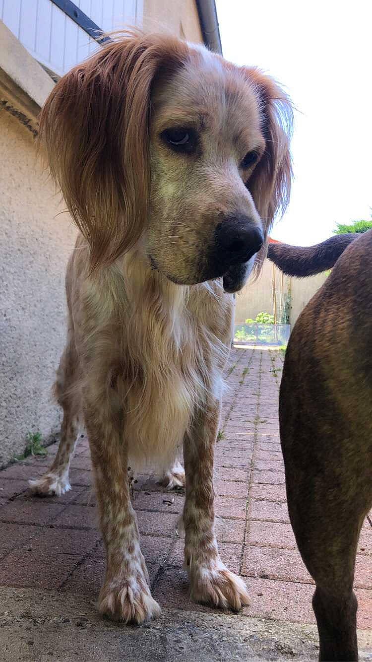 Niska a rejoint le concours — aidez-le/la à gagner de superbes lots ! canidae, carnivore, companion_dog, dog, dog_breed, fawn, fur, gun_dog, hunting_dog, liver, snout, sporting_group, terrestrial_animal, whiskers, working_animal, working_dog