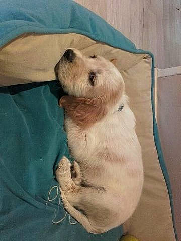 Niska participe au concours pour gagner de l'argent avec cette photo : canidae, carnivore, comfort, companion_dog, dog, dog_breed, fawn, fur, labrador_retriever, linens, nap, polar_bear, snout, sporting_group, stuffed_toy, tail, terrestrial_animal, whiskers, wood, working_animal