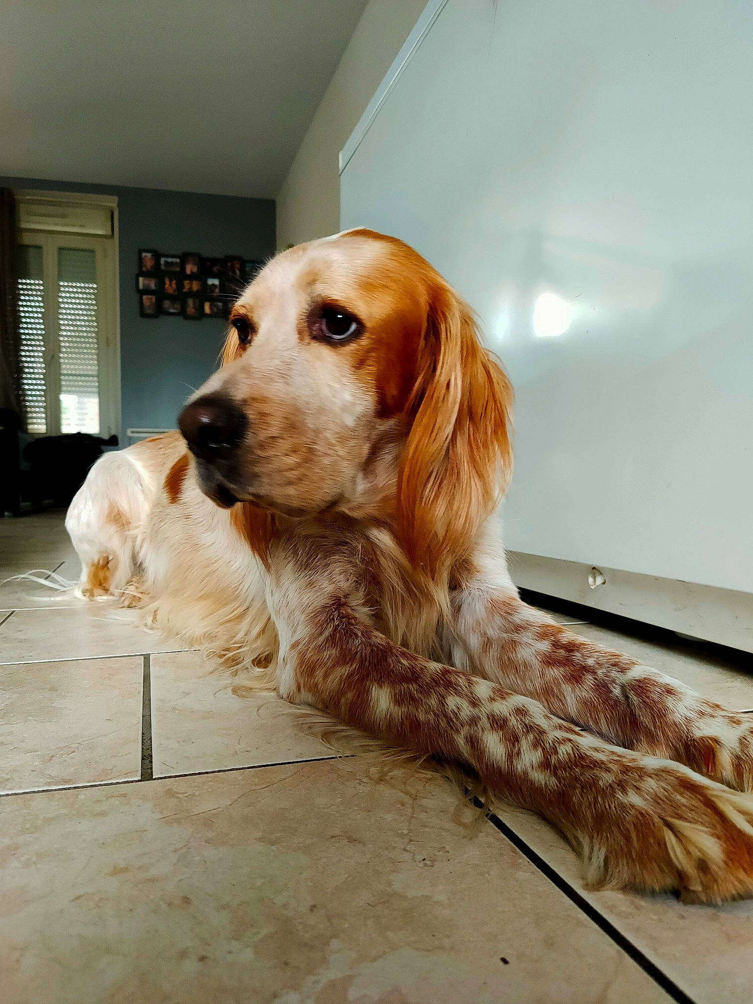 Niska a rejoint le concours — aidez-le/la à gagner de superbes lots ! canidae, carnivore, companion_dog, dog, dog_breed, english_setter, fawn, flooring, fur, gun_dog, hound, hunting_dog, liver, snout, spaniel, tennis_ball, whiskers, window, window_blind, wood