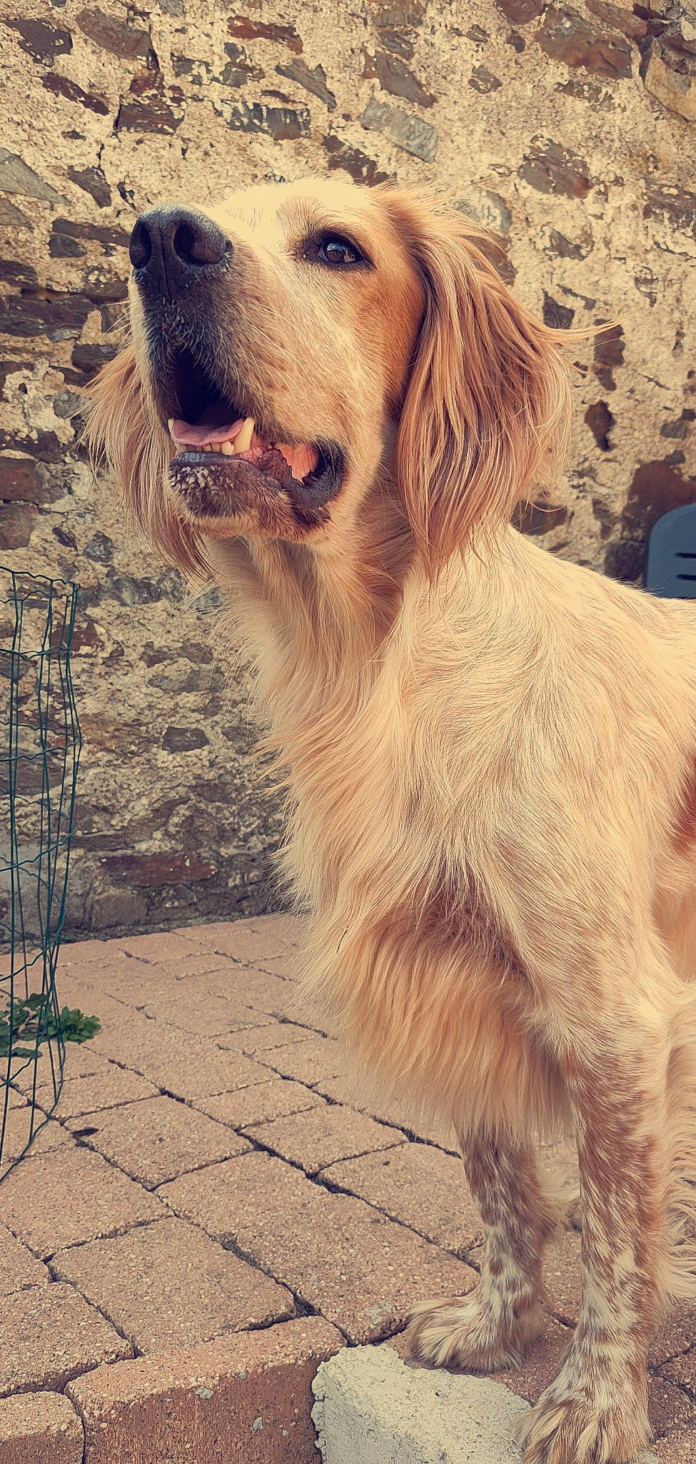 Niska a rejoint le concours — aidez-le/la à gagner de superbes lots ! canidae, carnivore, companion_dog, dog, dog_breed, english_setter, golden_retriever, hunting_dog, irish_setter, mammal, rare_breed_dog, retriever, setter, sporting_group, vertebrate