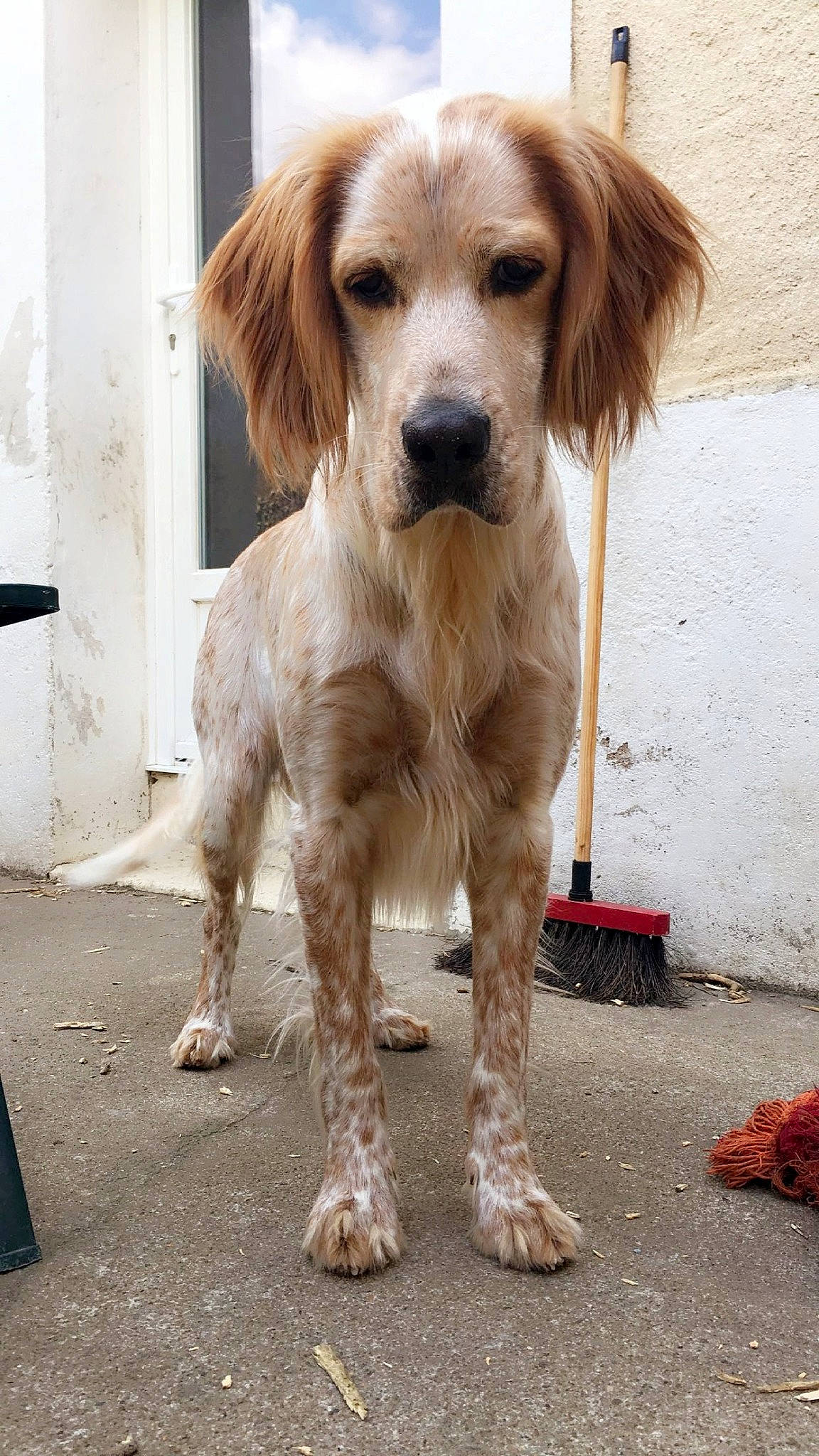 Niska a rejoint le concours — aidez-le/la à gagner de superbes lots ! canidae, carnivore, companion_dog, dog, dog_breed, door, fawn, fur, gun_dog, liver, road_surface, snout, sporting_group, tail, terrestrial_animal, whiskers