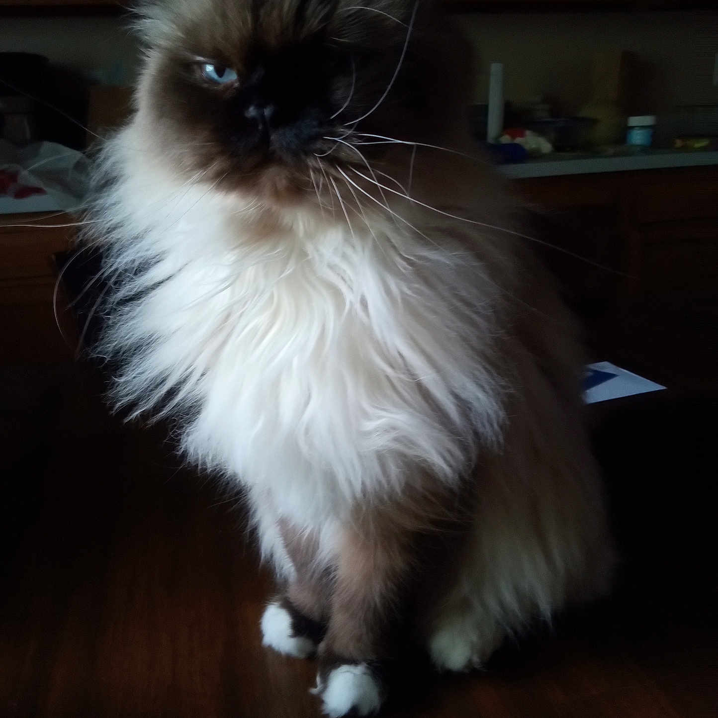 Jax joined the competition — help win amazing prizes! animal, blue_eyes, brown, cabinet, cat, cute, domestic_animal, feline, fluffy, furry, indoors, kitchen, long_hair, pet, portrait, sitting, soft_light, whiskers, white_paws, wooden_floor