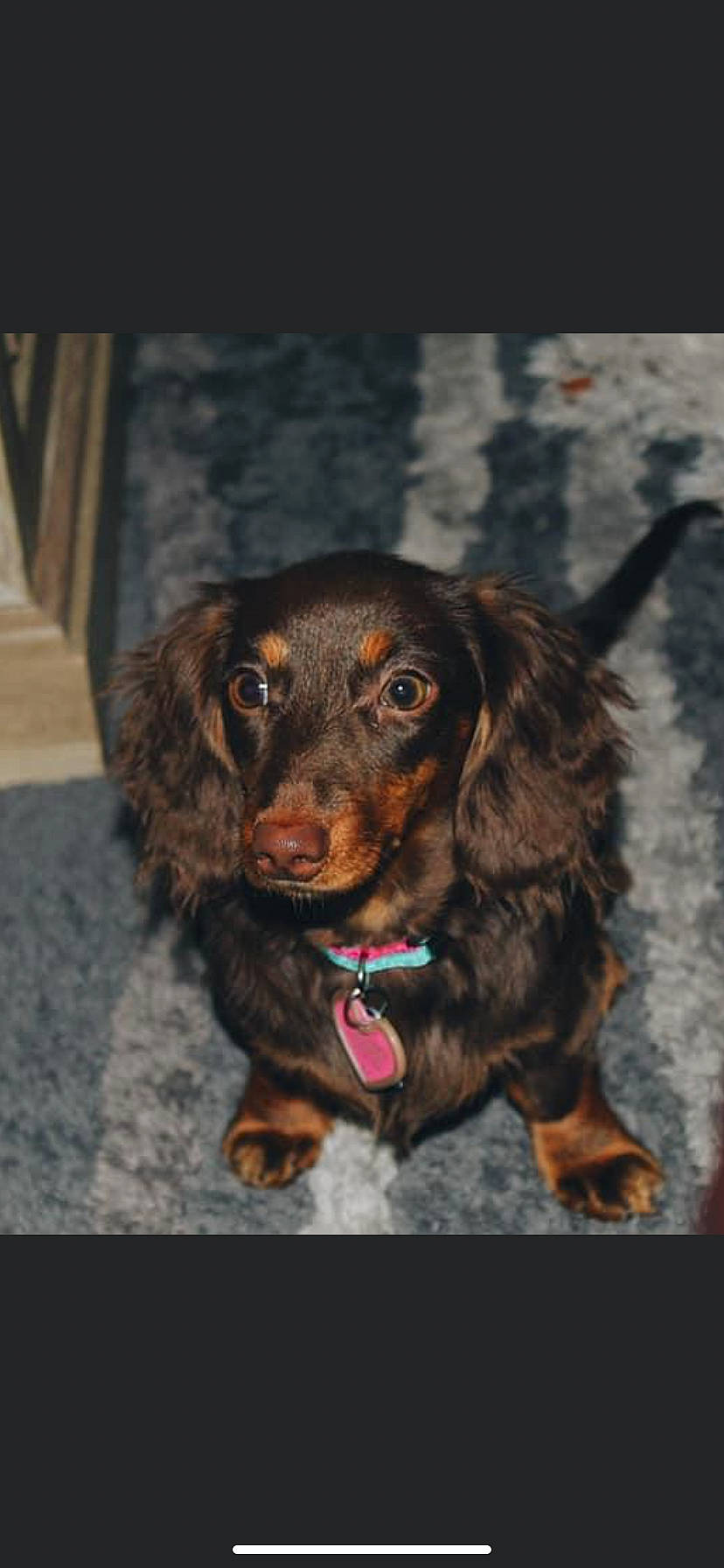 Arabella joined the competition — help win amazing prizes! brown, canidae, carnivore, companion_dog, dog, dog_breed, fur, gun_dog, hunting_dog, liver, snout, spaniel, sporting_group, working_animal