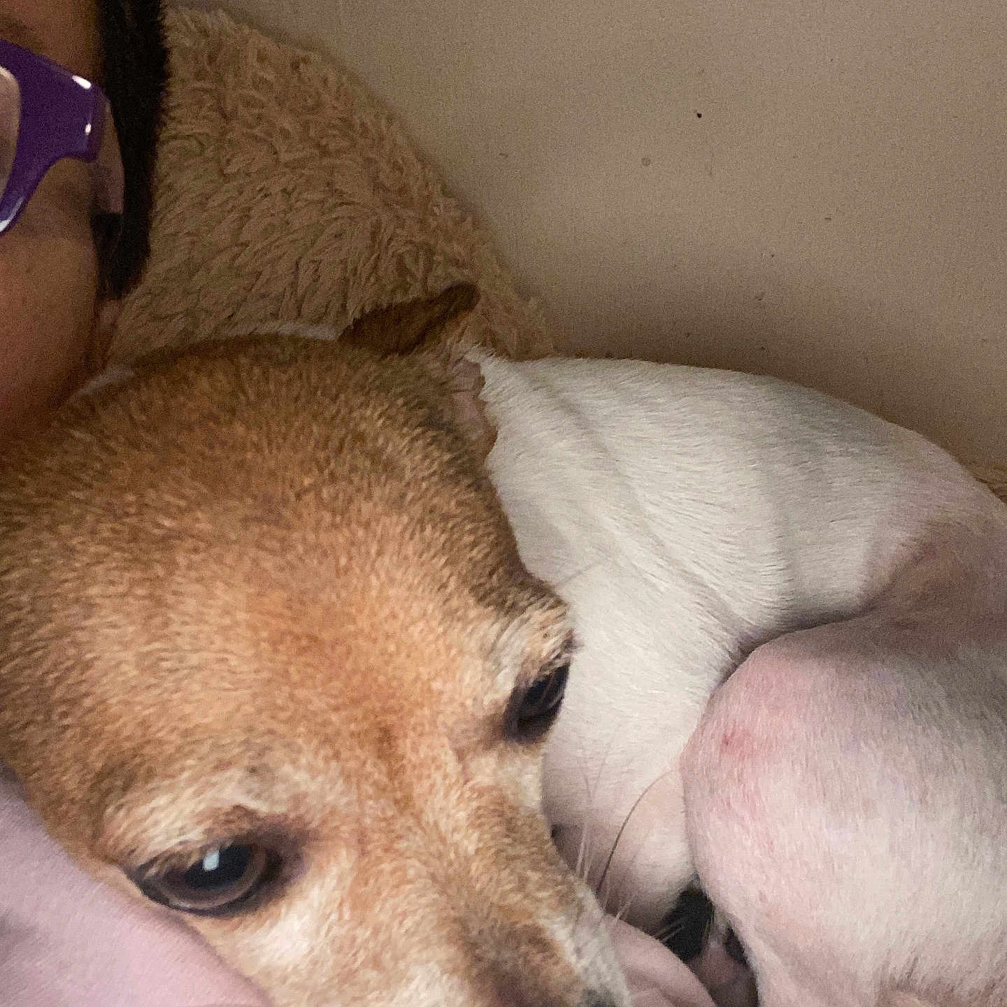 Percious joined the competition — help win amazing prizes! animal, blanket, brown, closeup, comfort, companion, cozy, cute, dog, face, fur, glasses, indoor, person, pet, portrait, relaxed, resting, snuggling, white