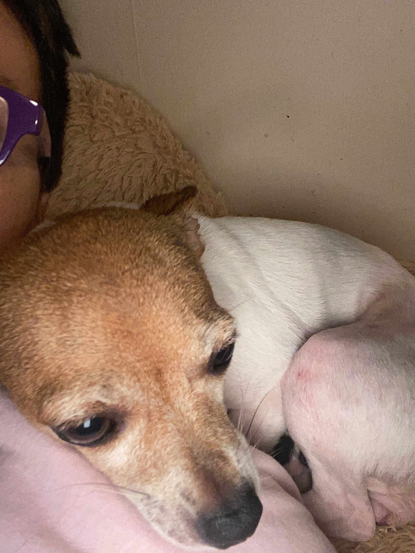 Percious joined the competition — help win amazing prizes! dog, pet, closeup, snuggling, person, glasses, brown, white, fur, blanket, indoor, comfort, resting, relaxed, face, portrait, cute, animal, companion, cozy