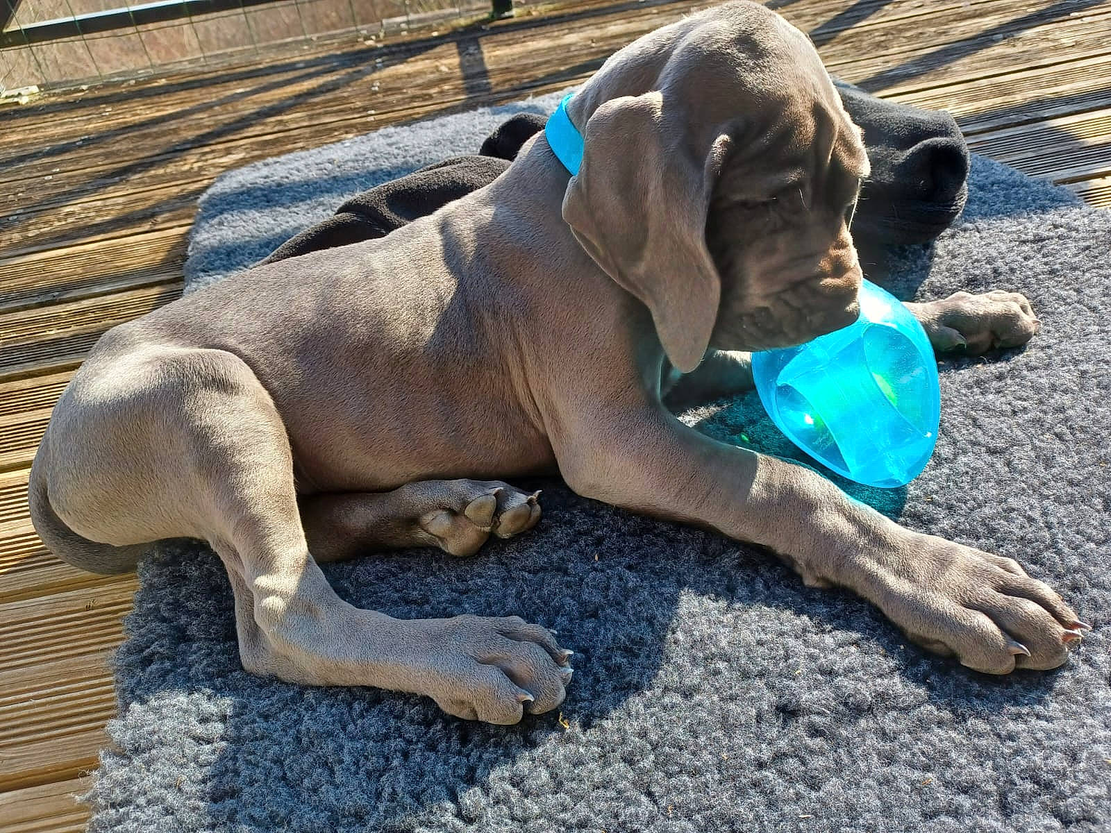 Tayronn a rejoint le concours — aidez-le/la à gagner de superbes lots ! canidae, carnivore, collar, companion_dog, dog, dog_breed, dog_collar, dog_supply, fawn, guard_dog, liver, non_sporting_group, paw, pet_supply, snout, sporting_group, tail, terrestrial_animal, working_animal