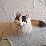 cat, calico_cat, long_hair, fluffy, pet, feline, whiskers, green_eyes, sitting, indoor, rug, worn_rug, tile_floor, looking_up, tail, ears, cute, portrait, domestic_animal, curious