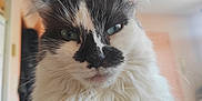 Boulette participe au concours pour gagner de l'argent avec cette photo : cat, feline, close_up, whiskers, blue_eyes, black_and_white, fur, portrait, indoor, pet, domestic_cat, fluffy, nose, ears, muzzle, eyes, face, mustache_pattern, curious, household