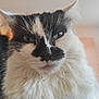 cat, feline, close_up, whiskers, blue_eyes, black_and_white, fur, portrait, indoor, pet, domestic_cat, fluffy, nose, ears, muzzle, eyes, face, mustache_pattern, curious, household