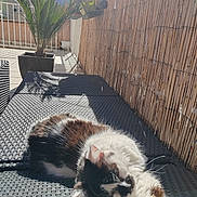 Boulette a rejoint le concours — aidez-le/la à gagner de superbes lots ! cat, tuxedo_cat, sunbathing, balcony, outdoor, palm_plant, potted_plant, wicker_chair, woven_surface, fence, railing, shadow, relaxing, paw, whiskers, fur, cozy, sunlight, second_cat, terrace