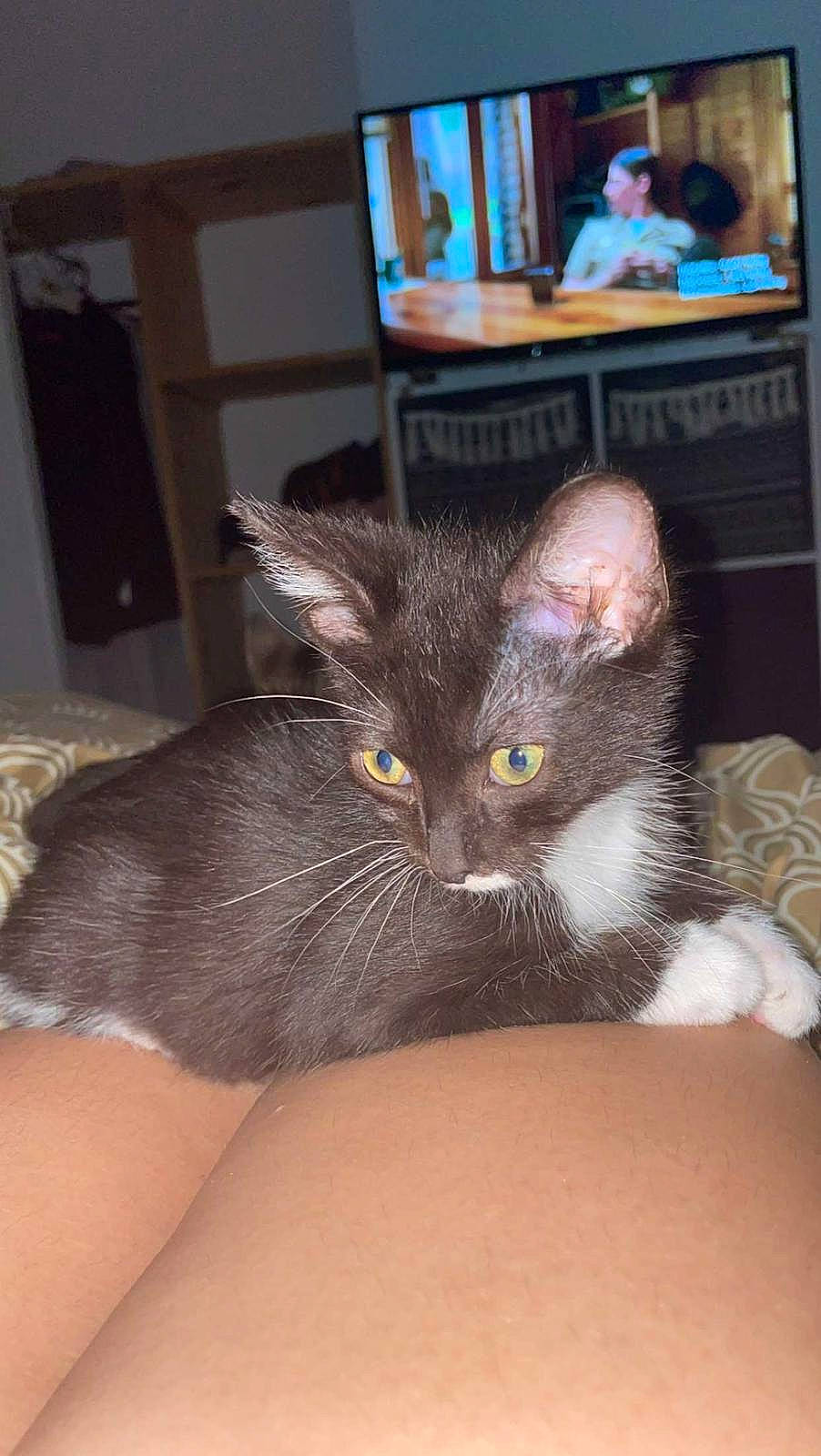 Joy a rejoint le concours — aidez-le/la à gagner de superbes lots ! black_cat, carnivore, cat, chair, claw, comfort, domestic_short_haired_cat, ear, fawn, felidae, fur, nail, paw, picture_frame, sitting, small_to_medium_sized_cats, snout, table, tail, whiskers