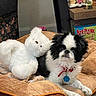 animal, black_and_white, blue_tag, board_game, carpet, collar, cozy, decor, dog, dog_bed, furry, indoor, kerplunk, pet, plush_toy, red_collar, relaxed, shelf, stuffed_animal, toy