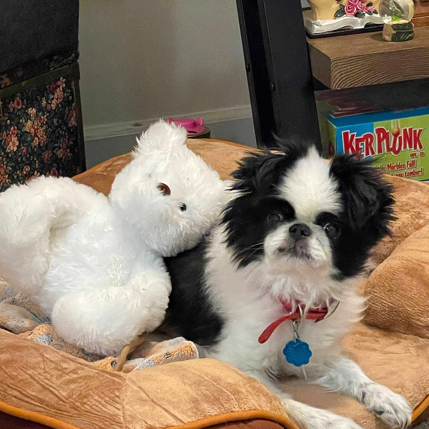 Gizmo Davis joined the competition — help win amazing prizes! animal, black_and_white, blue_tag, board_game, carpet, collar, cozy, decor, dog, dog_bed, furry, indoor, kerplunk, pet, plush_toy, red_collar, relaxed, shelf, stuffed_animal, toy