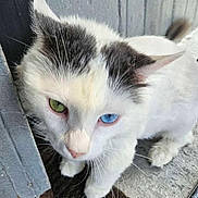 Pretzel is registered to the contest to win money with this photo: cat, heterochromia, white_cat, green_eye, blue_eye, pet, animal, fur, whiskers, door, concrete, outdoor, closeup, curious, cute, feline, paw, portrait, domestic_cat, mammal