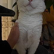 Pretzel is registered to the contest to win money with this photo: cat, white_cat, odd_eyed, heterochromia, feline, pet, indoor, cat_tree, hand, paws, whiskers, ears, fluffy, portrait, curious, sitting, plant, curtain, sofa, home