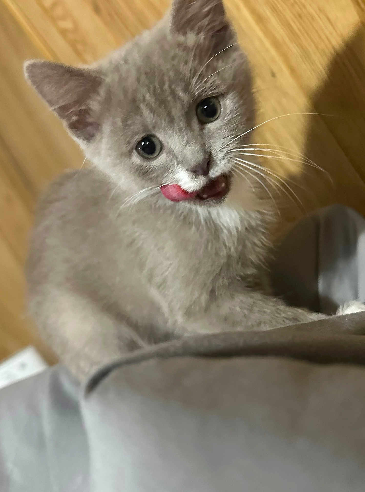 Koukla is registered to the contest to win money with this photo: kitten, cat, gray_fur, tongue_out, whiskers, close_up, pet, cute, animal, indoor, fur, eyes, playful, young, mammal, domestic, small, feline, soft, curious