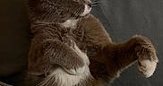 Koukla is registered to the contest to win money with this photo: animal, blanket, cat, couch, cozy, cute, domestic_animal, feline, fluffy, fur, gray_cat, indoor, paw, pet, relaxed, resting, side_view, soft, whiskers, white_fur