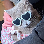 Koukla joined the competition — help win amazing prizes! animal, casual, cat, close_up, cozy, cute, domestic_cat, fashion_accessory, funny, fur, grey_cat, heart_shaped_sunglasses, indoor, person_hand, pet, pink_clothing, portrait, relaxed, soft_light, whiskers