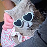 animal, casual, cat, close_up, cozy, cute, domestic_cat, fashion_accessory, funny, fur, grey_cat, heart_shaped_sunglasses, indoor, person_hand, pet, pink_clothing, portrait, relaxed, soft_light, whiskers