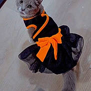 Koukla is registered to the contest to win money with this photo: adorable, animal, apparel, black_dress, cat, costume, curious, cute, domestic_cat, dress, feline, floor, gray_cat, indoor, looking_up, orange_bow, pet, sitting, tail, wooden_floor