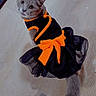 adorable, animal, apparel, black_dress, cat, costume, curious, cute, domestic_cat, dress, feline, floor, gray_cat, indoor, looking_up, orange_bow, pet, sitting, tail, wooden_floor