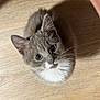Koukla is registered to the contest to win money with this photo: kitten, cat, gray, white, fur, cute, pet, animal, whiskers, floor, wooden_floor, looking_up, young, domestic_cat, small, adorable, shadow, indoor, close_up, portrait