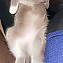 kitten, sleeping, cat, fluffy, cute, pet, animal, fur, paws, relaxed, indoor, lap, resting, adorable, whiskers, closed_eyes, cozy, domestic, small, soft