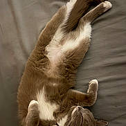 Koukla is registered to the contest to win money with this photo: bed, bedding, cat, close_up, cozy, domestic_cat, feline, gray_fur, indoor, mattress, paws, pet, portrait, relaxed, sheet, side_view, sleeping_cat, tail, whiskers, white_belly