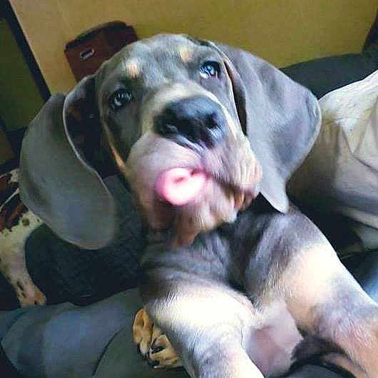 Zoso joined the competition — help win amazing prizes! basset_bleu_de_gascogne, beagador, canidae, carnivore, coonhound, dog, dog_breed, ear, fawn, mammal, puppy, rare_breed_dog, schweizer_laufhund, sporting_group, vertebrate