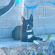 Laïka participe au concours pour gagner de l'argent avec cette photo : black_and_white, calm, canine, concrete, daylight, dog, ears_up, graffiti, leash, nature, outdoor, pavement, pet, plant, quiet, resting, sidewalk, street_art, urban, wall