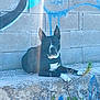 black_and_white, calm, canine, concrete, daylight, dog, ears_up, graffiti, leash, nature, outdoor, pavement, pet, plant, quiet, resting, sidewalk, street_art, urban, wall