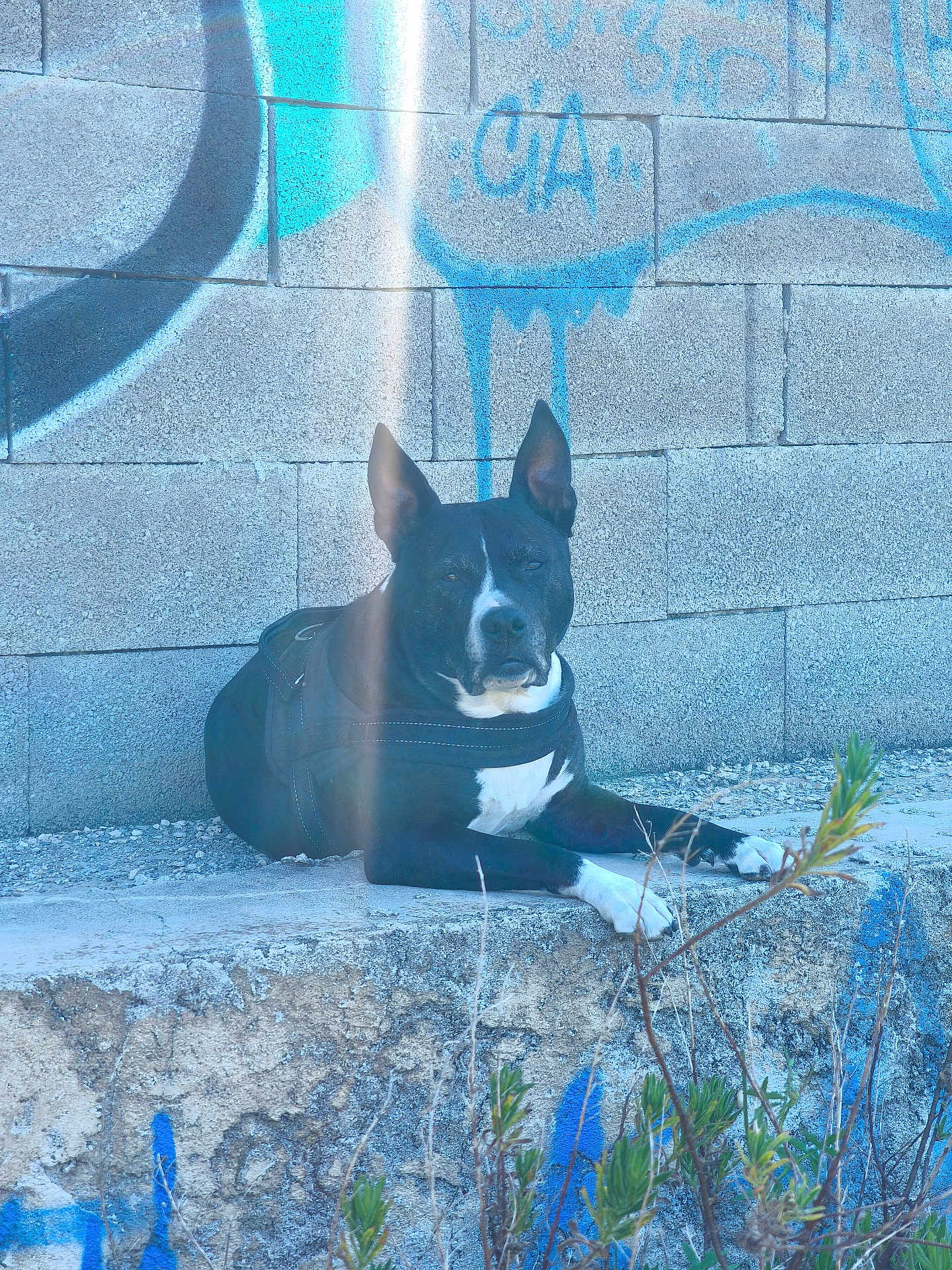 Laïka participe au concours pour gagner de l'argent avec cette photo : black_and_white, calm, canine, concrete, daylight, dog, ears_up, graffiti, leash, nature, outdoor, pavement, pet, plant, quiet, resting, sidewalk, street_art, urban, wall