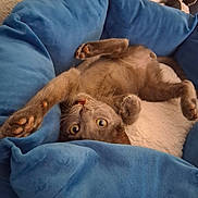 Lestat is registered to the contest to win money with this photo: animal, bed, blue_bed, cat, cozy, curious, cute, feline, fur, gray_cat, indoor, paws, pet, playful, relaxed, resting, soft, stretching, upside_down, whiskers