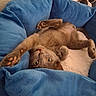 animal, bed, blue_bed, cat, cozy, curious, cute, feline, fur, gray_cat, indoor, paws, pet, playful, relaxed, resting, soft, stretching, upside_down, whiskers