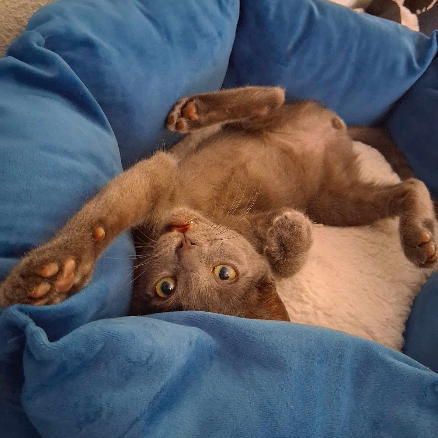 Lestat is registered to the contest to win money with this photo: animal, bed, blue_bed, cat, cozy, curious, cute, feline, fur, gray_cat, indoor, paws, pet, playful, relaxed, resting, soft, stretching, upside_down, whiskers