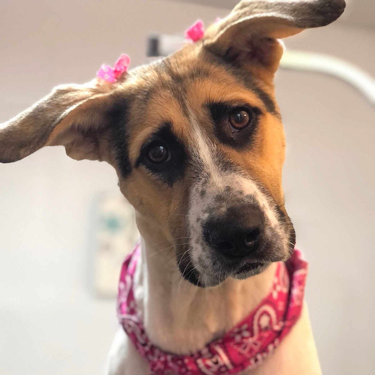 Piper Rose is registered to the contest to win money with this photo: accessories, animal, beagle, boxer, bulldog, canine, collar, dog, germanshepherd, greatdane, hound, jewelry, labradorretriever, leash, necklace, pet, pointer, puppy, snout, strap