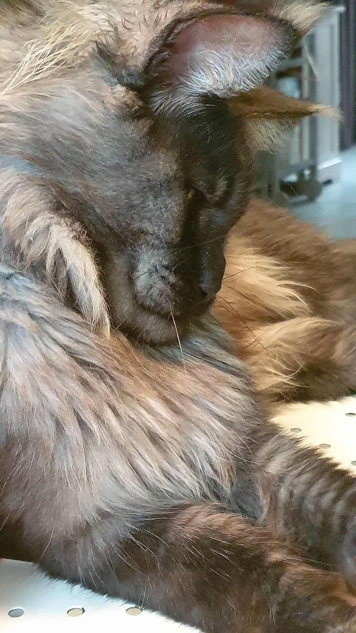 Oggy participe au concours pour gagner de l'argent avec cette photo : canidae, carnivore, fawn, fur, snout