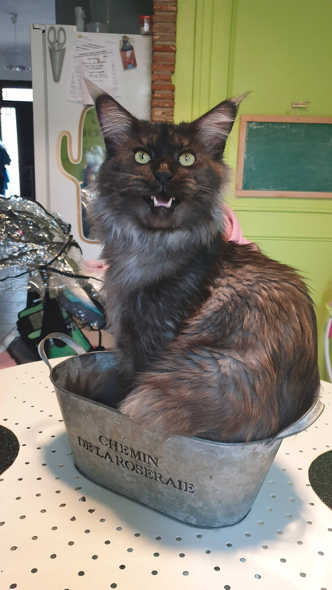 Oggy participe au concours pour gagner de l'argent avec cette photo : asian, carnivore, cat, domestic_long_haired_cat, domestic_short_haired_cat, felidae, kitten, maine_coon, mammal, nebelung, norwegian_forest_cat, small_to_medium_sized_cats, whiskers